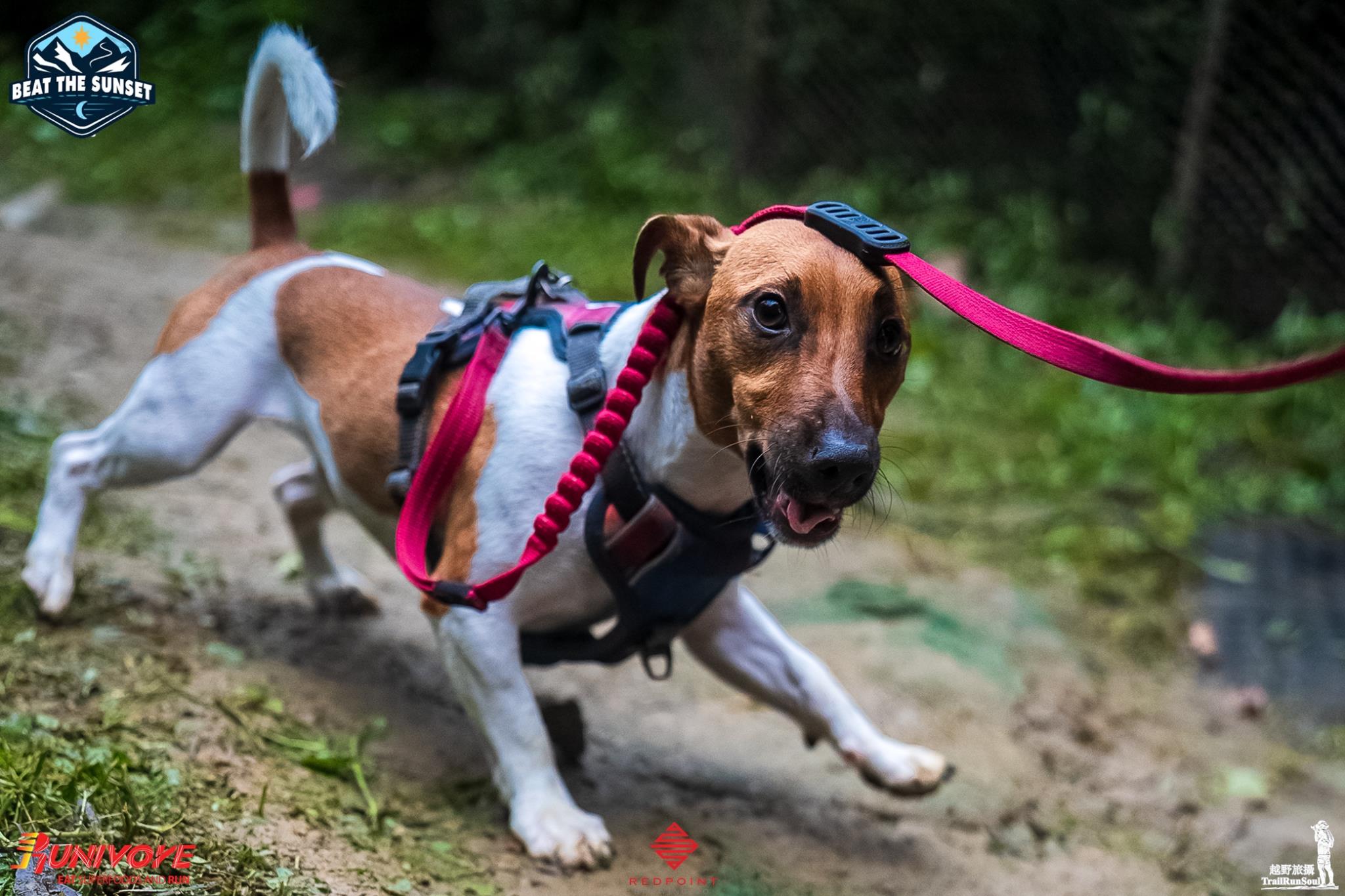 Race day dog